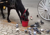 بالفيديو... حصان ودود يطعم الحمائم في أحد شوارع نيويورك