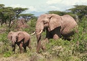 الفيلة أكثر حيوانات الأرض 
