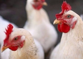 أميركا تؤكد ظهور إنفلونزا الطيور في قطيع دجاج