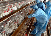 دول آسيوية تفرض قيودا على واردات الدواجن الأميركية بسبب إنفلونزا الطيور
