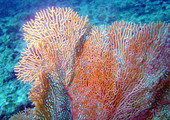 ظاهرة ابيضاض جديدة تفتك بالشعاب المرجانية في استراليا