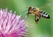 أميركا تدرج نوعا من النحل الطنان على قائمة الأنواع المهددة بالانقراض