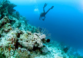 المناطق الميتة في المحطيات تهدد الحواجز المرجانية 