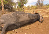 مزارع يكافح لحماية الحيوانات من النفوق عطشاً في كينيا