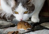 دراسة تكشف بداية علاقة فئران المنزل بالإنسان قبل 15 ألف عام