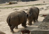 نقل 12 وحيد قرن من جنوب أفريقيا إلى بوتسوانا حفاظاً على نوعه من خطر الانقراض