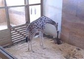 انتشار واسع لمقطع فيديو لزرافة تضع مولوداً بحديقة حيوان في نيويورك