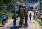سريلانكا تتراجع عن حظر تبني الفيلة