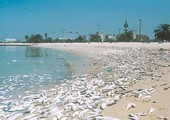 وزير الصحة الكويتي: المختبرات أثبتت سلامة عينات الأسماك المحالة من البلدية