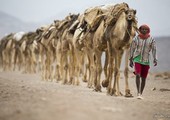 التطور التقني يهدد قوافل الملح التقليدية في إثيوبيا
