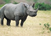وحيد القرن يعود إلى رواندا