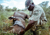 وحيد القرن يعود إلى رواندا بعد اندثاره فيها قبل عشر سنوات