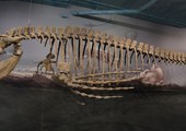 العثور على متحجرات لحيوان بحري زاحف عاش قبل 90 مليون عام