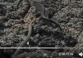 بالفيديو... أفضل لحظة تلفزيونية لهذا العام: ثعبان يطارد سحلية إغوانا