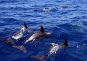الدلفين الأسود عدو جديد للصيادين المغاربة