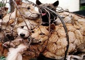 الصين تحظر لحم الكلاب في مهرجان سنوي يثير استياء واسعاً