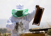 العسل الاثيوبي كنز محلي يطمح إلى العالمية 