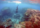 اليونسكو: على استراليا فعل المزيد لحماية الحاجز المرجاني